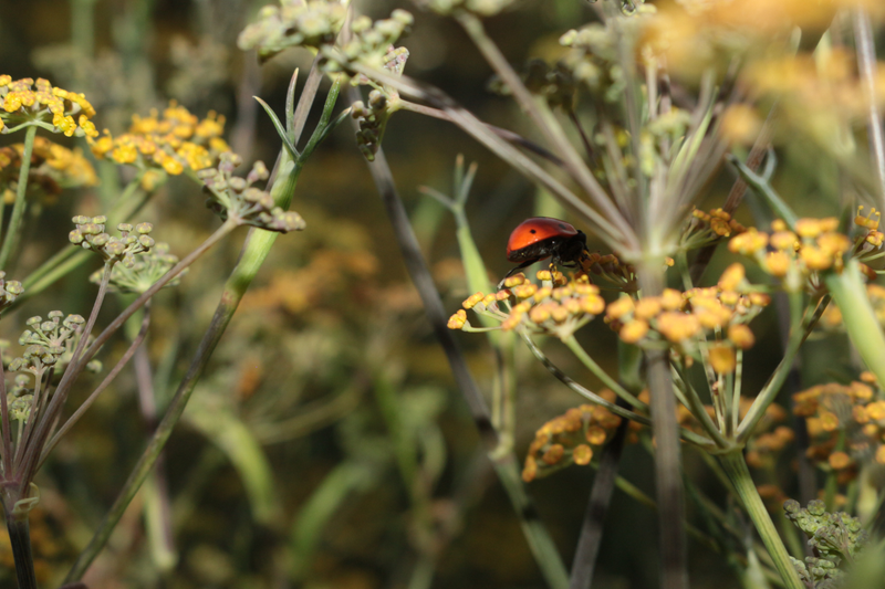 And this ladybug showing off it’s nice hind.